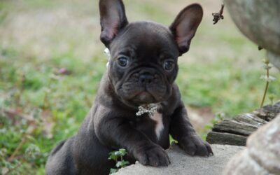 6-Week Old Female “Fetti”